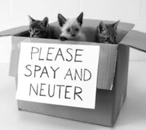 Unspayed pets