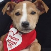 Adopt