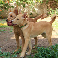 Dogs