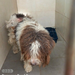 At vets